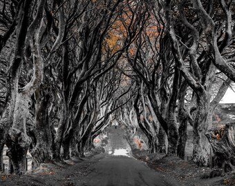 Dark Hedges Northern Ireland
