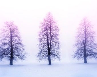 Winter Trees in Fog - SKU 0225