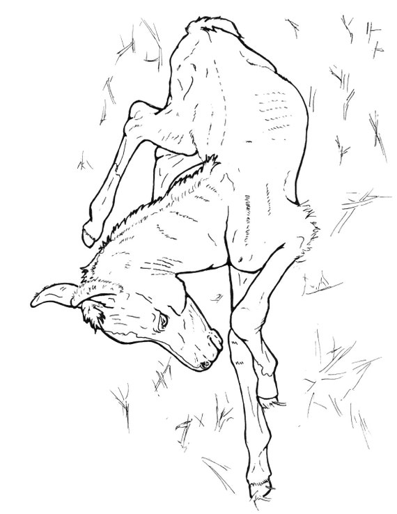 Full Horse Children S Coloring And Story Book Digital