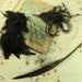 Antique 1920 black wispy feather plume lot dark shades millinery feather trim 1920s hat cloche bonnet black curled