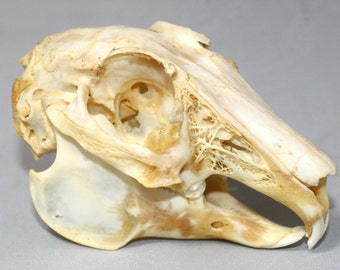 Real bone, natural,Rabbit Skull