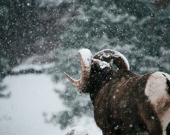 Big Horn Sheep Booty Photo Print