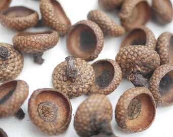 Handmade,Acorn Cups,natural acorn cups,Dried natural acorns Nuts,Scandi deco,Nordic deco,Fall Decoration, Floral supplies, Acorn ornaments,