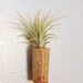 Air Plant Magnet / FREE SHIPPING