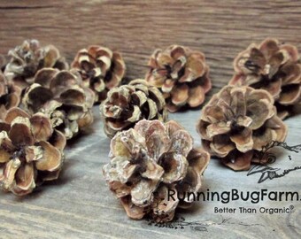 Natural Bunny Treats Eco Friendly Mini Pine Cone Rabbit Toys Fuzzy Bunny Organic Rabbit Treats Natural Non GMO Untreated No Spray 2 Dozen