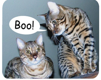 Bengal Cat Mouse Mat Mouse Pad