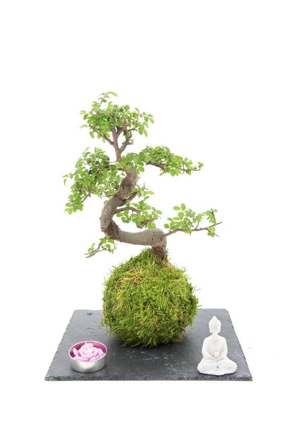 Zen-Garten Chinesische Ulme Bonsai Zen-Garten Chinesische Ulme Bonsai