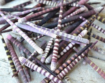 Tiger Urchin Spines 1-2"|10 pc