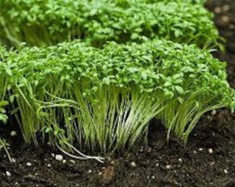 1 oz Garden CRESS seeds