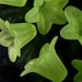 Granny Apple Green Matte Lucite Lily Flower Beads 18mm (bcs5)