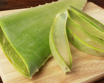 Large Fresh Aloe leaf, Aloe Vera Leaf, Aloe Leaves, Aloe Stalk....Priority Shipping