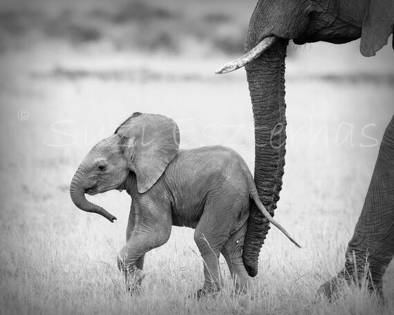 50% OFF SALE Baby Elephant Black And White Photo Print