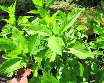 Gynura Procumbens -1.69 & up-Longevity Spinach-Easy to grow Medicinal Green-rooted cuttings-Florida Grown-also known as Philippine Ashitaba*