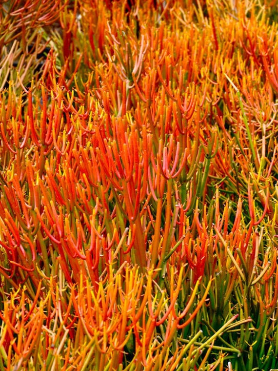 Euphorbia Tirucalli Pencil Cactus 'Firesticks Rooted Live