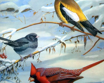Vintage BIRDS Print - Cardinal Grosbeak and Junco - 1930s Book Illustration by Walter Alois Weber