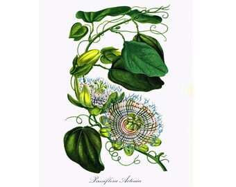 1967 Passiflora actinia Passion Flower print Botanical illustration French vintage