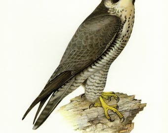 Vintage lithograph of the peregrine falcon or duck hawk from 1956