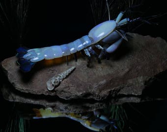 Opal Mantis Shrimp (Stomatopod) Sculpture