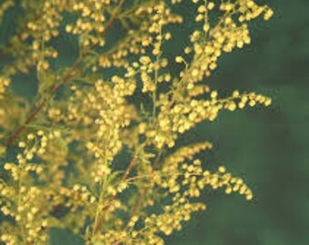 Sweet Annie Wormwood Seeds, Artemisia annua, Chinese Medicinal Qing-guo, Herb, Mugwort, Used In Crafts and Wreath Making, Florist Plant