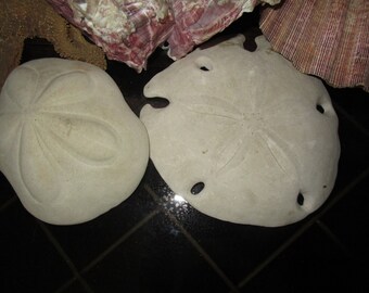 Two Large Sand Dollars (One is a Sea Biscuit)