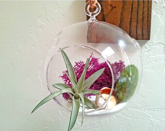 Handmade Oak Wood And Copper Air Plant Wall Holder Gift / Glass Terrarium / Air Plant / Wall Planter Indoor Plants Hanging Terrarium Kit