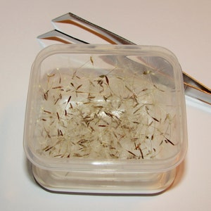 275 Dandelion Seeds With Wisps Attached - Jewelry Making Supply - Half Filled Container