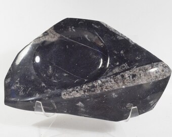 Fossil Orthoceras Soap Dish