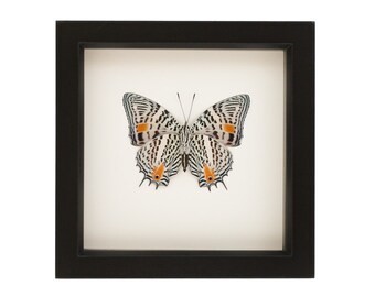 Butterfly Display Case Real Insect Taxidermy Art Baeotus