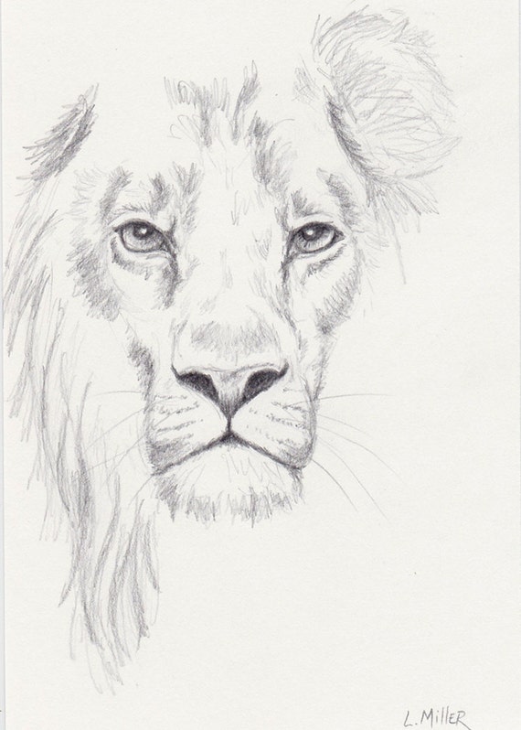 Lion Pencil Drawing Original 5x7 Big Cat Sketch Lion Fine