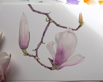 Magnolia Liliiflora. Botanical illustration. Fine art watercolor print.