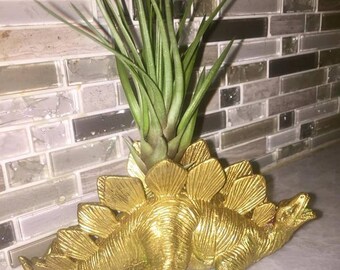 Dinosaur Planter + Air Plant