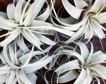 Xerographica Air Plant, Medium to Large Size, Queen of Tillandsia, Airplant, Boho Decor, Indoor or Outdoor Plant, Gift fot Gardener