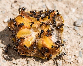 Kinglet fruit, Ants Photography, Fine large print, Insect Photo Print, Ants nature print, ants wall art, close up insect, wild life print
