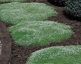 Irish Moss- 100 seeds