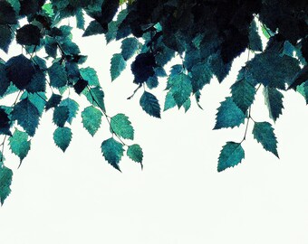 Botanical Bliss - Fine Art Photography