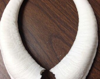 Curled Goat Replica Horns