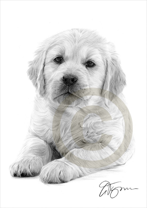 Matita di Golden Retriever cucciolo cane disegno opera di