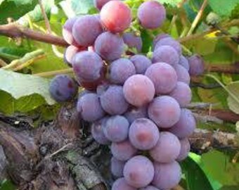 HeirloomSupplySuccess Heirloom Catawba Grape Seeds