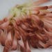 Little vintage 60s peachy applique,millinery garnish,antique lining,millinery vintage trims,antique trimming,frous-frous applique,pink beige