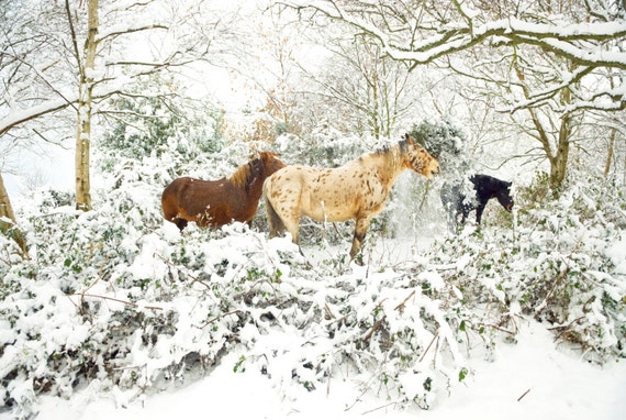 Appaloosa horse in the snow,horse art,equine print,photographic print,horses,limited edition print