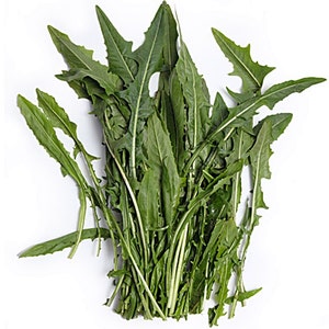 Italian Dandelion Heirloom Herb Seeds Salad Greens Non-GMO Naturally Grown Open Pollinated Gardening