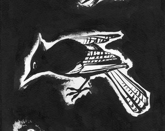 Stellar's Jay, framed