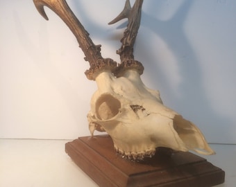 Taxidermy roedeer&skull