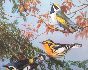 Vintage BIRDS Print - Warblers - 1930s Book Illustration by Walter Alois Weber