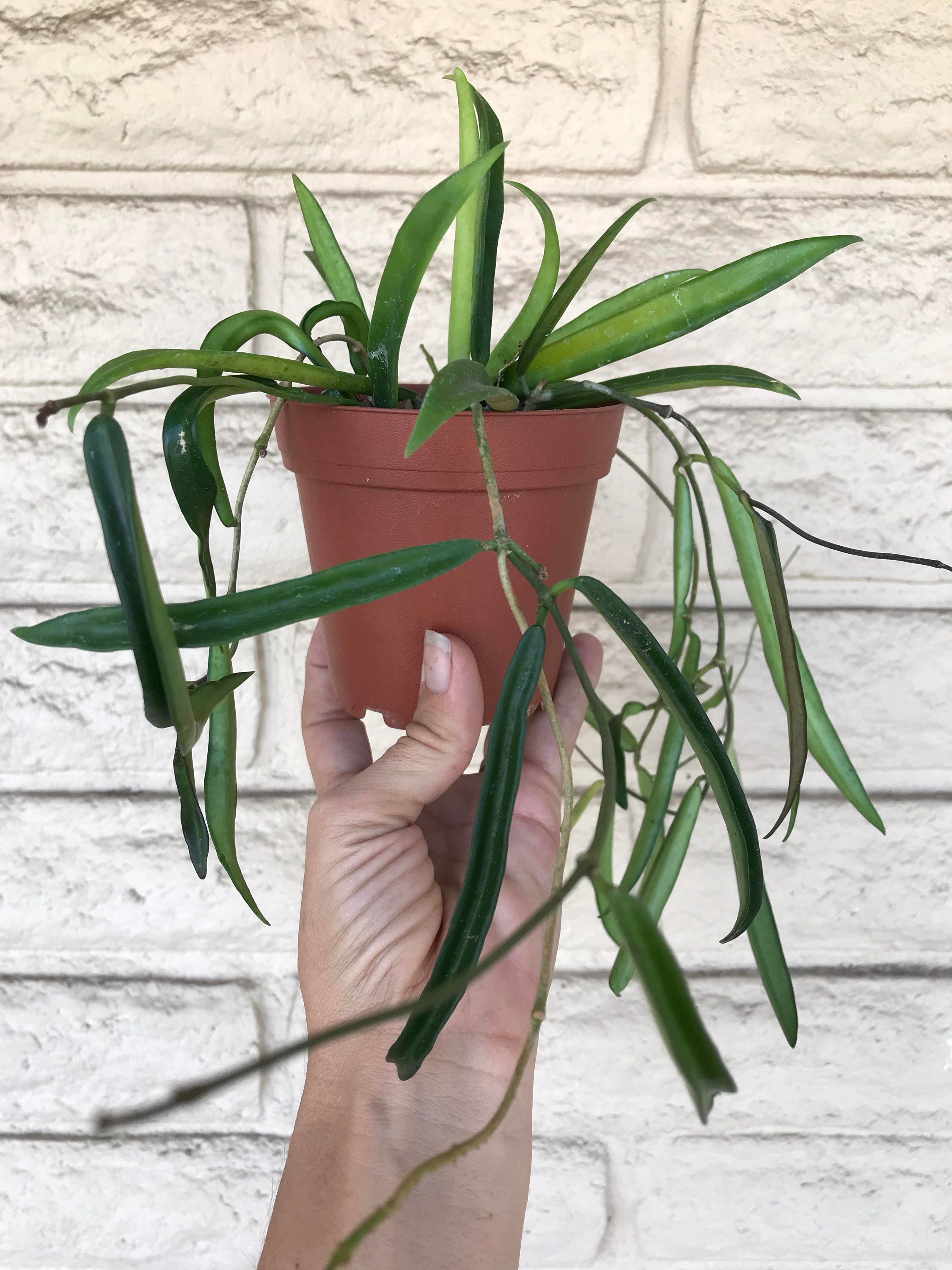 String Bean Hoya longifolia live plant in 4" pot; droughttolerant