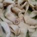 100% Suri Alpaca Beige Roving - Timberline, Grade 3