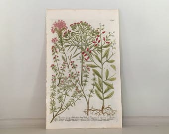 1737 THYME BOTANICAL print rare original antique hand colored flower engraving by johann weinmann