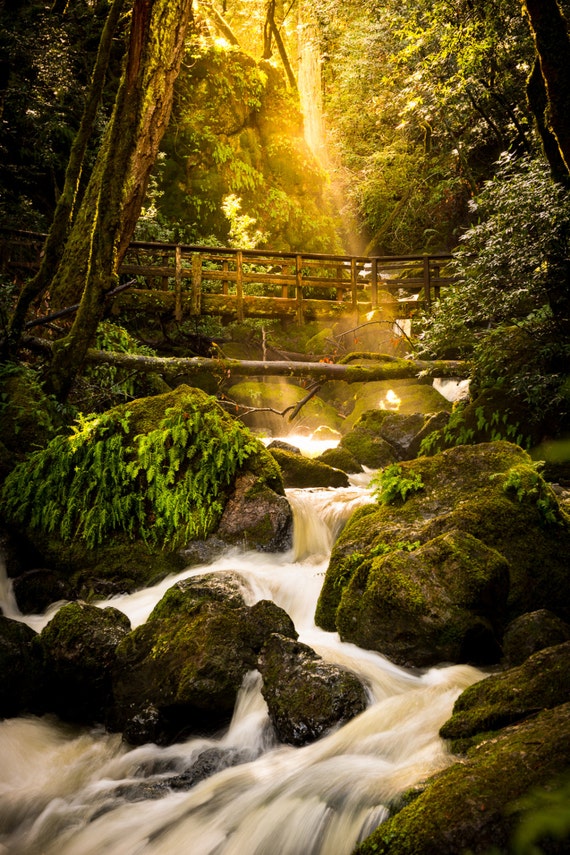 Bridge Across Waterfall In The Forest Photo Print / Metal