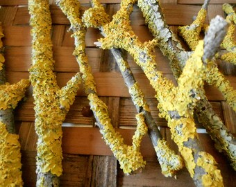 15 lichen twigs yellow moss covered wood sticks fairy garden crafting supplies natural materials