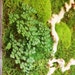 18 x 18" No Care Green Wall Art - Plant Painting®. Real Preserved Plants. Moss Art.